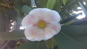 Clusia (Clusia rosea)