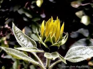 Cultivo do Girassol flor