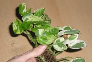 Jibóia (Epipremnum pinnatum) 