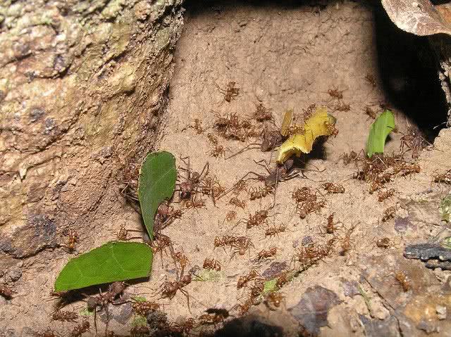 Formigas Cortadeiras