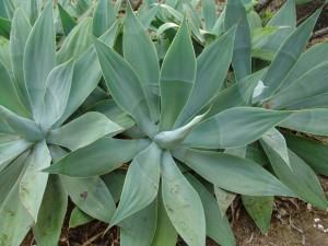 Foxtail Agave {agave attenuata}