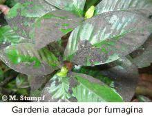 fumagina_gardenia