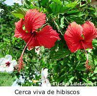 Jardim de Verão - hibiscus - cerca viva