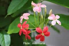 jasmim-india-close-flor
