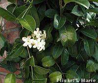 Jasmim de Madagascar (Stephanotis floribunda) - FazFácil