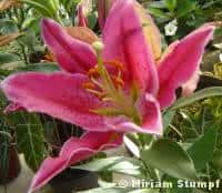 lirio-vermelho-flor