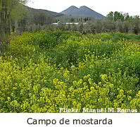 Mostarda (Brassica alba) campo