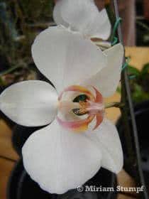 Orquídea Phalenopsis 