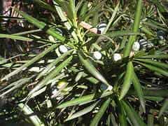 Pinheiro de buda - podocarpus