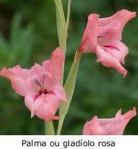 Palma de santa rita (Gladiolus) - FazFácil