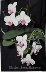 Orquídea Phalenopsis cultivo