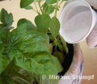 Como cuidar de plantas vaso 