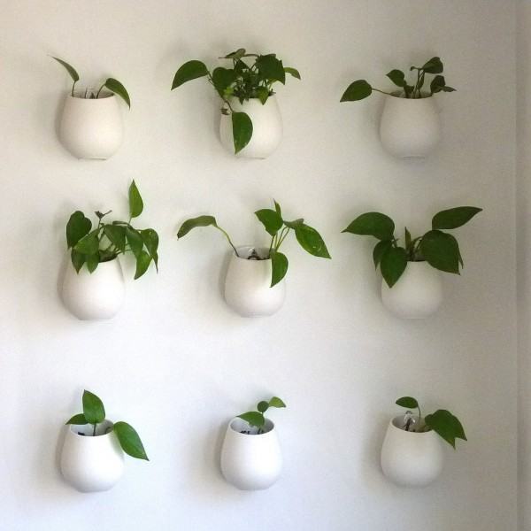 Jibóia (Epipremnum pinnatum) - plantas no muro