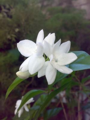 Jasmim árabe (Jasminum sambac) em flor