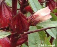 Rosele ou vinagreira - flor