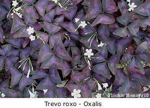 trevo roxo  OXALIS