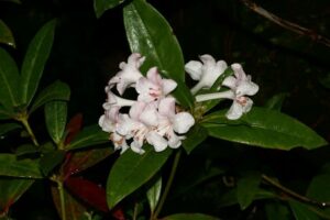 Rhododendron lambianum