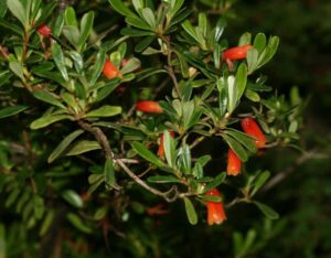 Rhododendron quadrasianum var. marivelesense