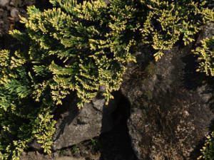 juniperus horizontalis