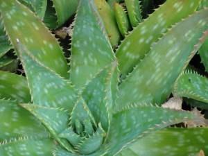 Aloe sabão (Aloe saponaria) 1 Aloe saponaria