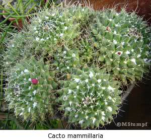 Cacto Mammillaria em vasos