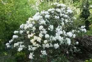 Como plantar a Azaleia (Rhododendron simsii) - FazFácil