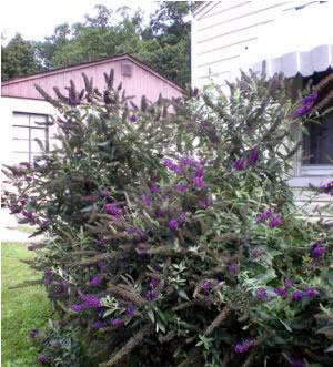 Budléia (Buddleja davidii) Budléia (Buddleja davidii)