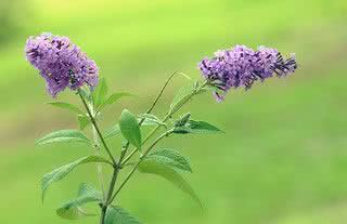 Buddléia (Buddleja davidii) - descrição