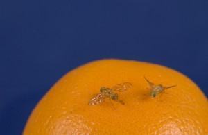 mosca da fruta 