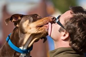beijo canino - mau hálito nos cães