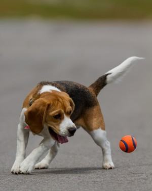 Beagle Brincando com bolinha