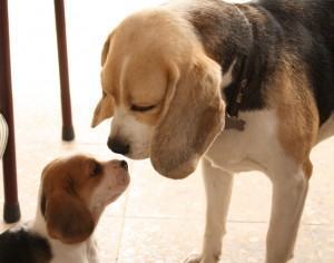 Beagle e filhote