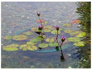 flor-lotus