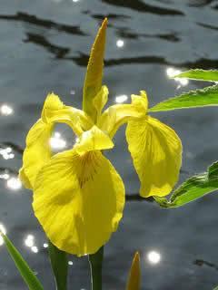 iris-amarelo-4