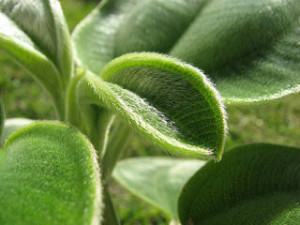 orelha-de-onça tibouchina grandifolia