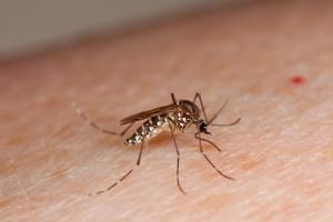 Mosquito Tipo Aedes