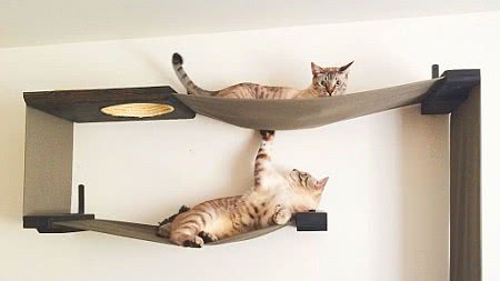 gatos de apartamento