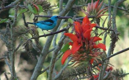 pássaro em flor de mulungu