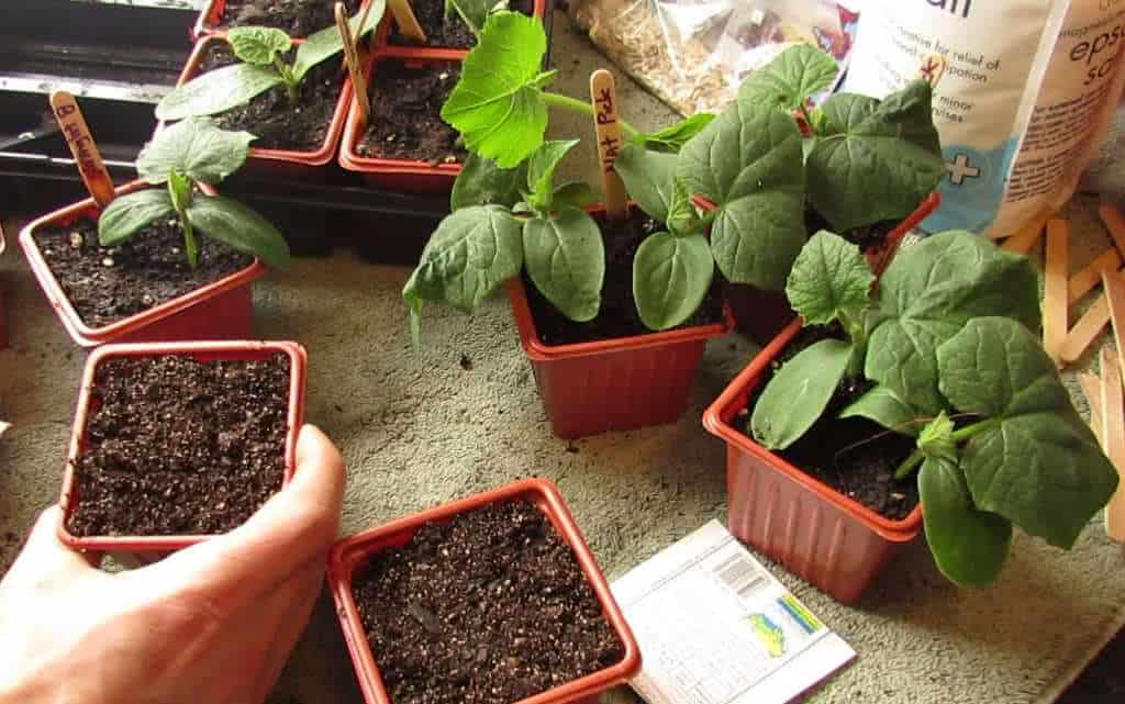 Como Plantar com Sementes Compradas e ser bem Sucedido - FazFácil
