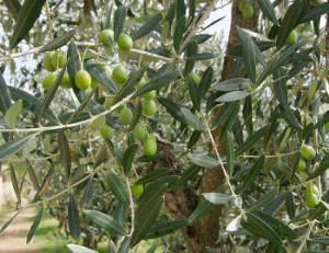 oliveira - olea europaea