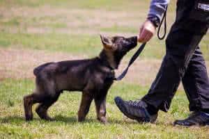 cachorro adestramento