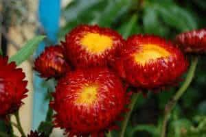Sempre-Viva Flor-de-Palha (Helichrysum bracteatum) - FazFácil