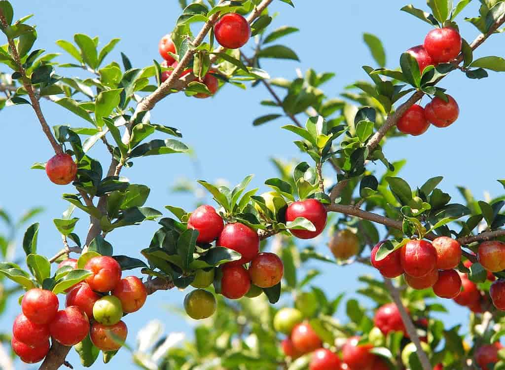 Aprenda a Cultivar Árvores Frutíferas em Varandas e Jardins