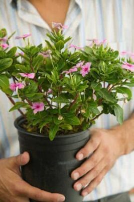 Doenças de Plantas em Vaso: Como Cuidar Corretamente 2 plantas em vaso