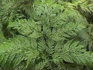 Como Fazer Lindos Buquês de Flores 6 davallia