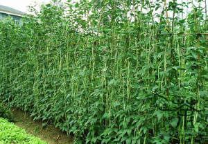 Que Plantas Cultivar em Adubação Verde 3 Unguiculata Vigna