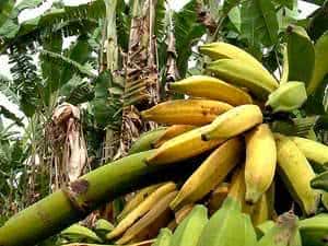 bananas cacho