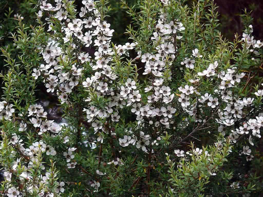 Erica-Japonesa (Leptospermum scoparium)