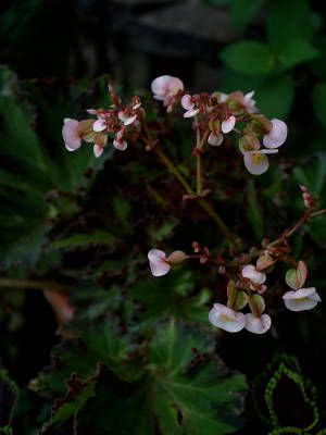 begonia river nile flor