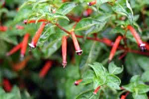 Flor de Santo Antônio (Cuphea ígnea) 1 cufeia